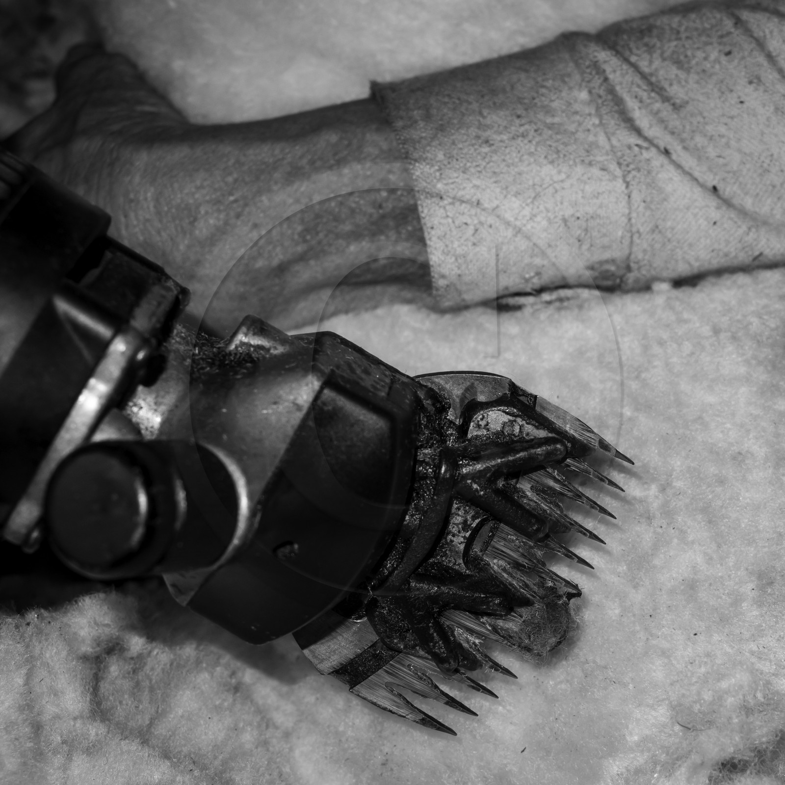 La tonte des moutons