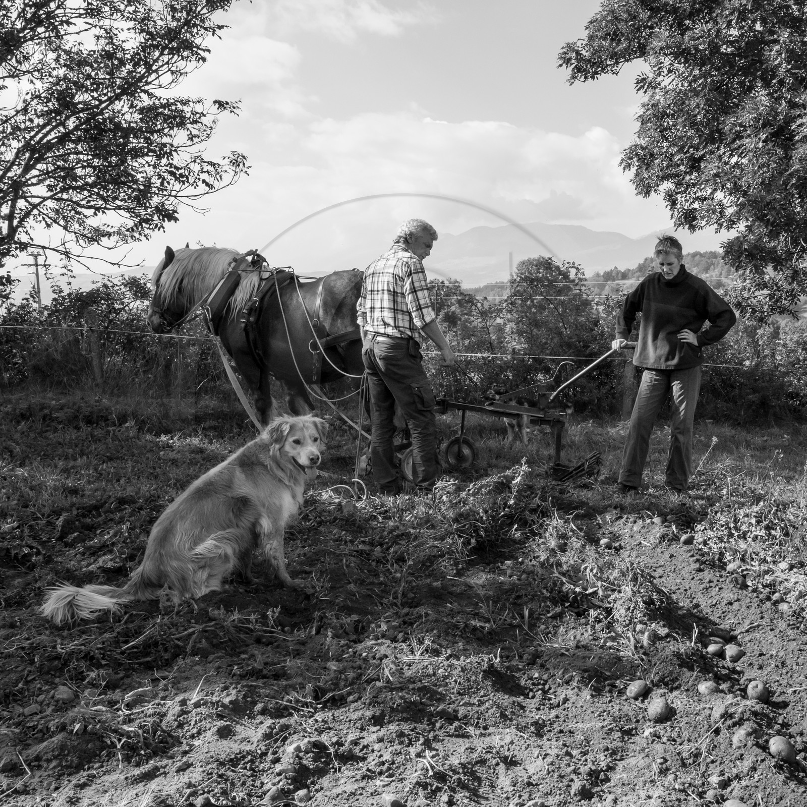 La récolte des pommes de terre avec un cheval