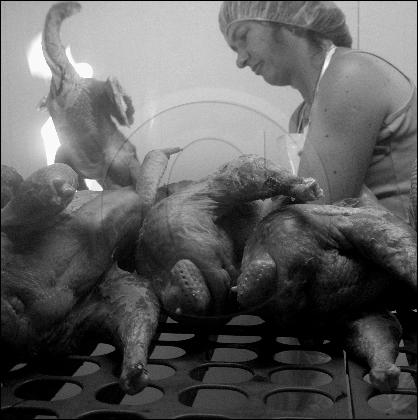 L'abattage des poulets L'abattage des poulets