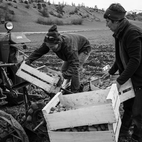 La plantation des pommes de terre