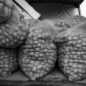 La plantation des pommes de terre