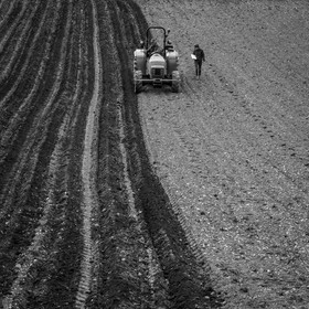 La plantation des pommes de terre