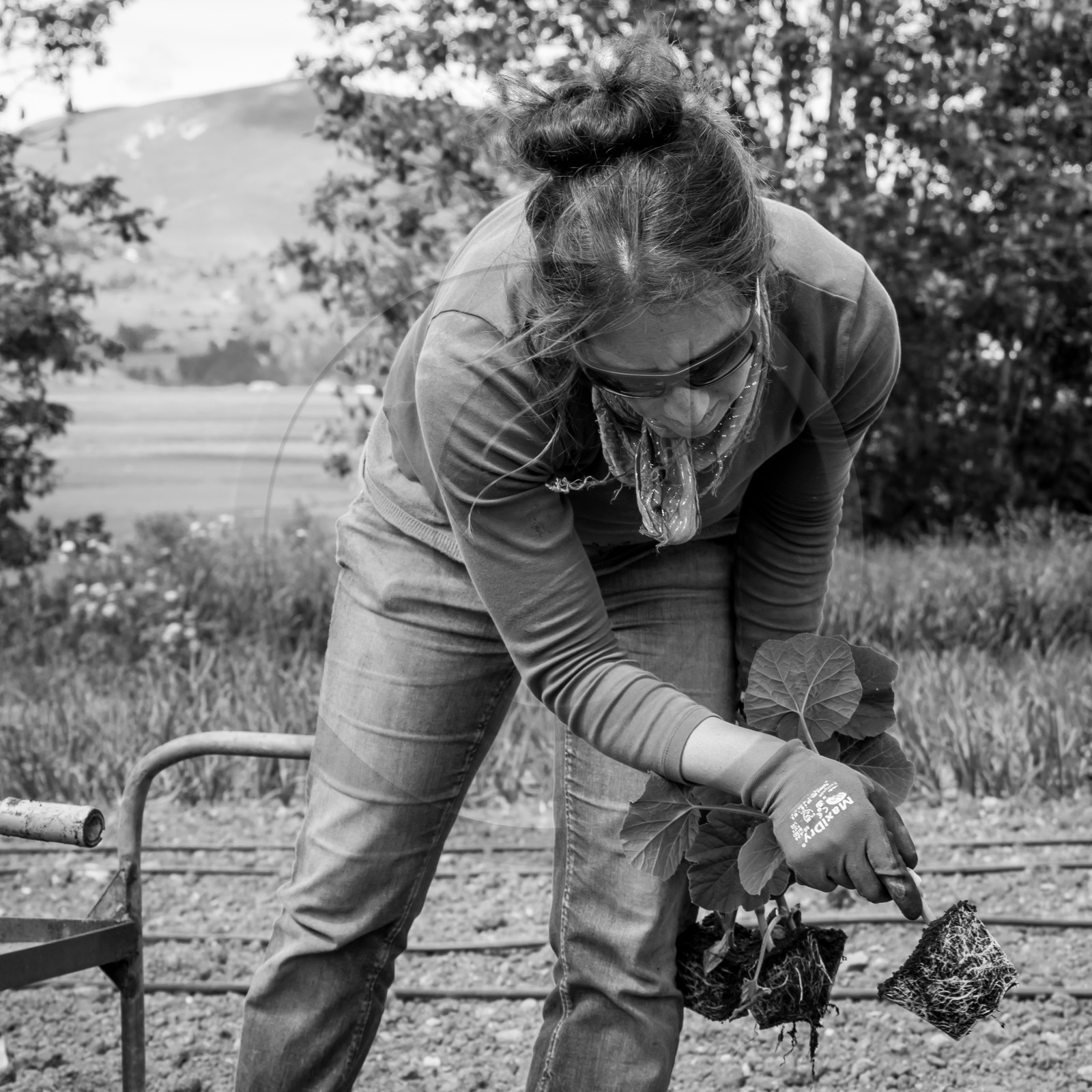 La plantation des courges