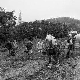 La récolte des pommes de terre avec un cheval