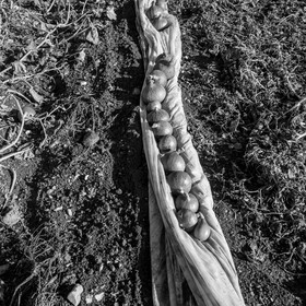 La récolte des courges