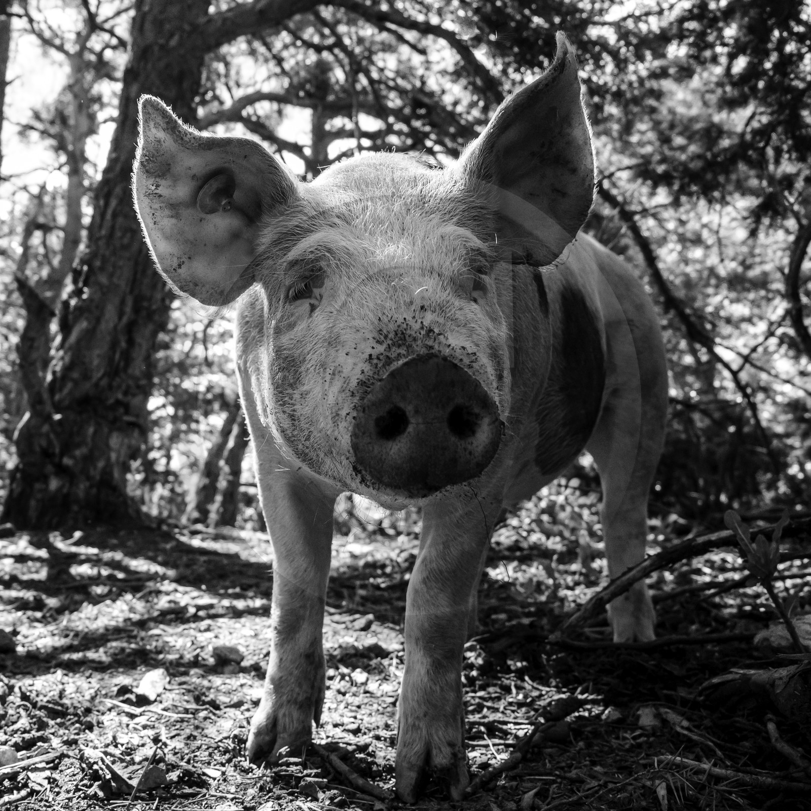 Elevage biologique de cochons en plein air