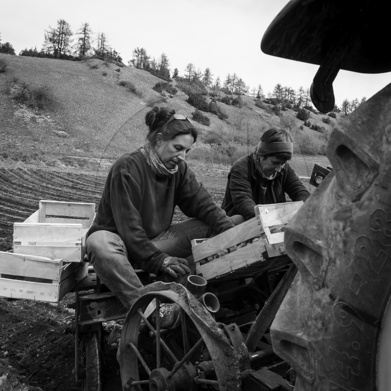 La plantation des pommes de terre