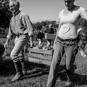 La récolte des pommes de terre avec un cheval