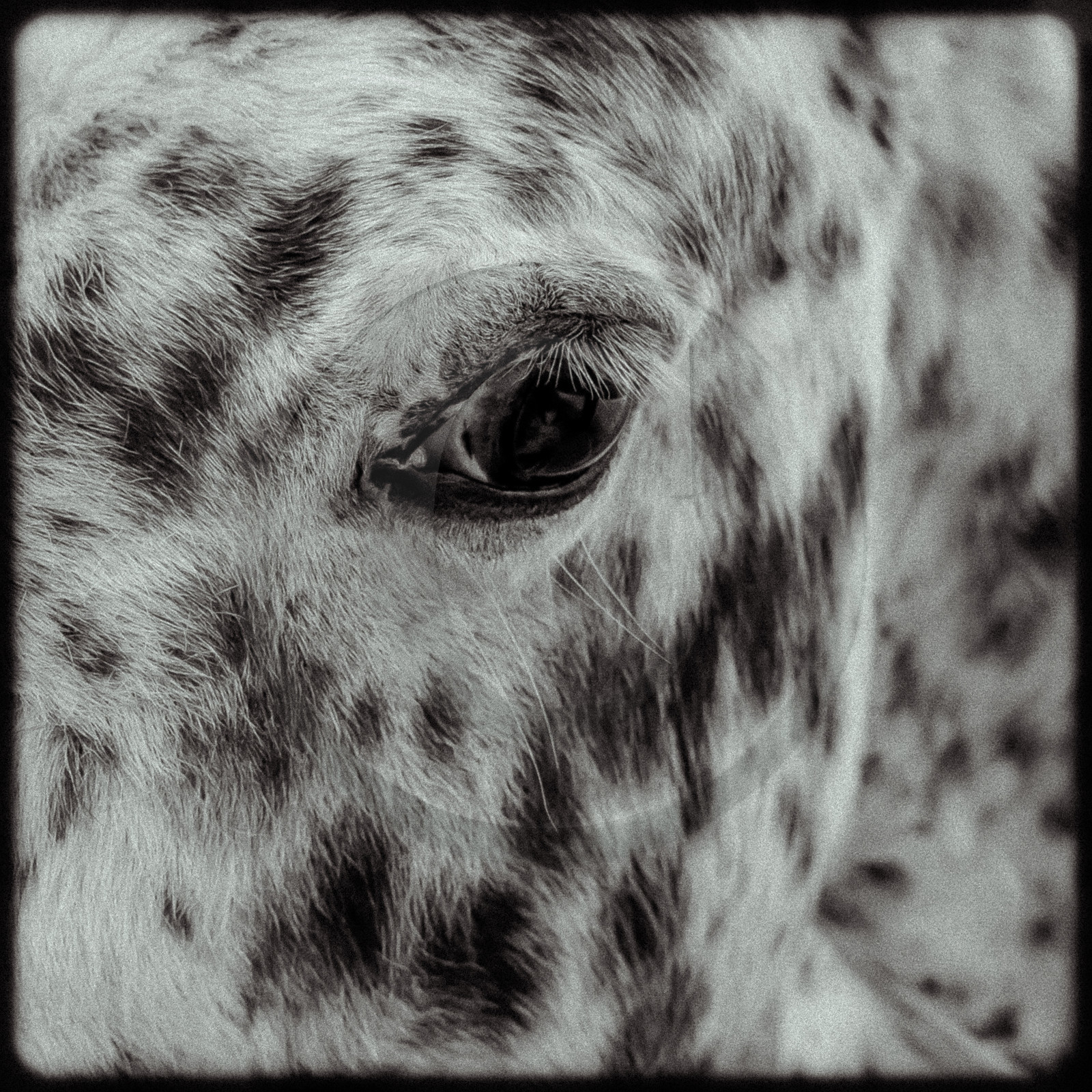 Portraits des animaux de la ferme