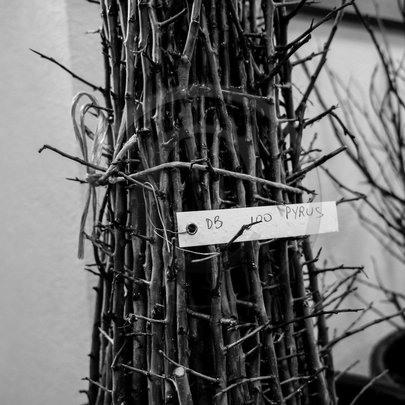 Greffe d'arbres
