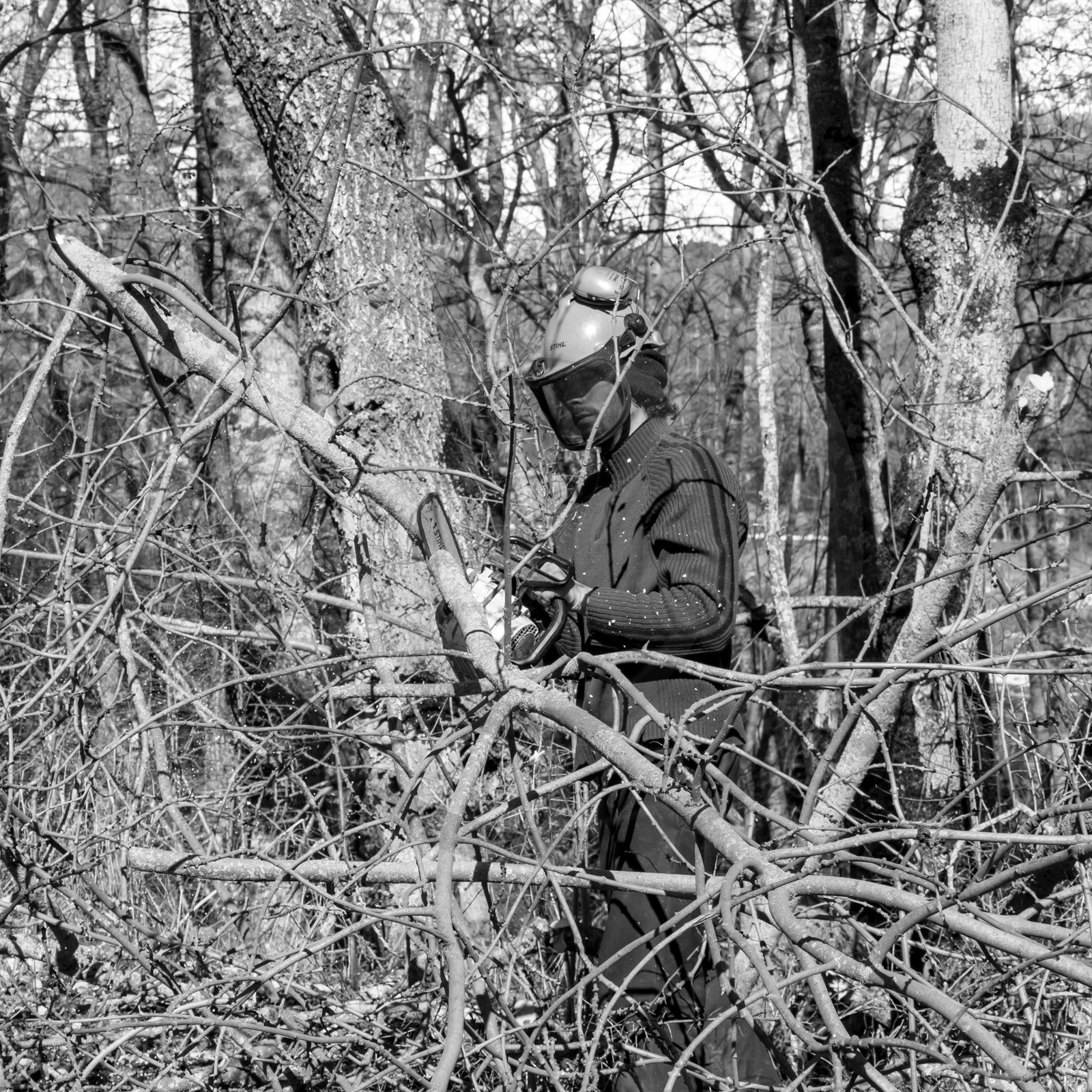 Elagage - 08 03 2017