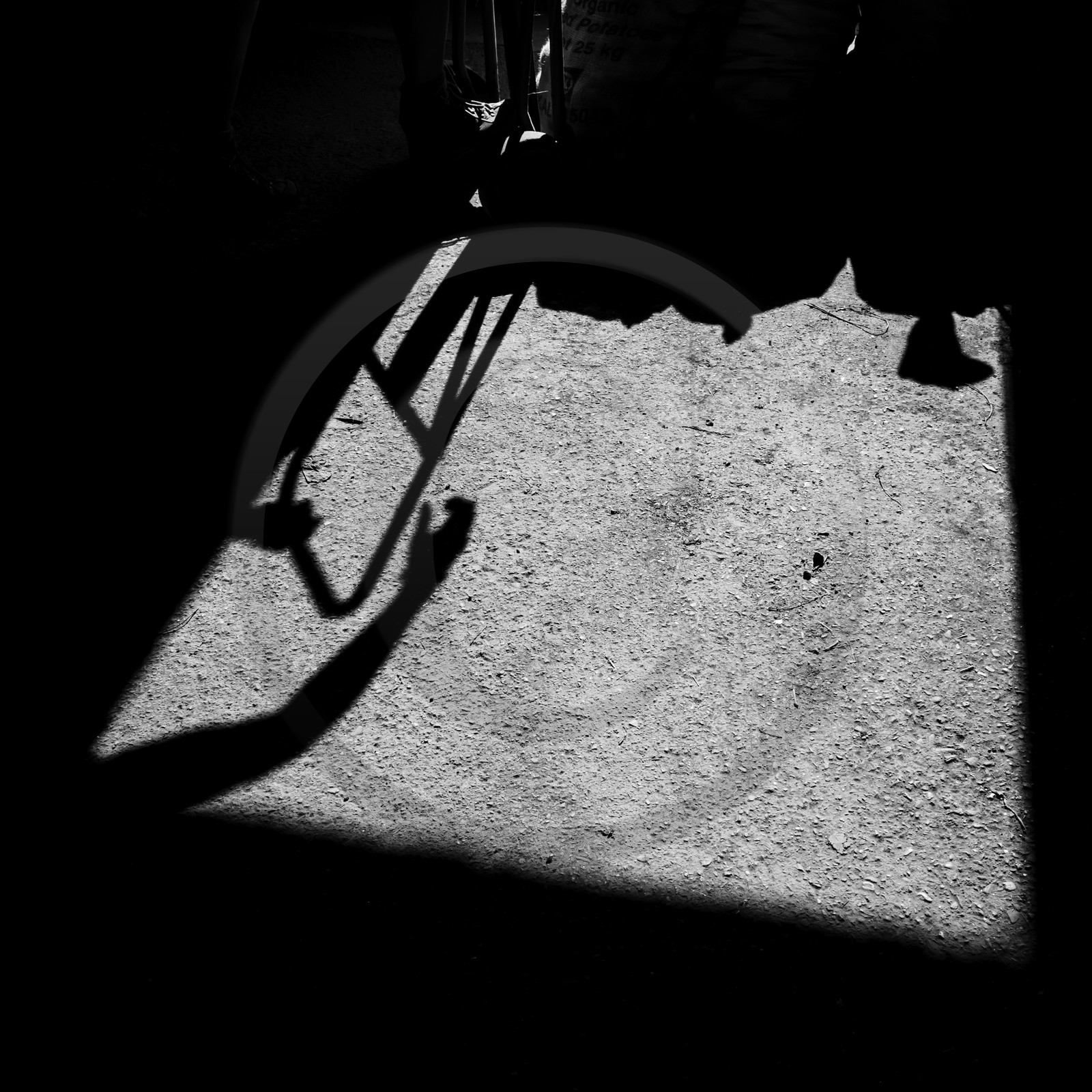 La récolte des pommes de terre