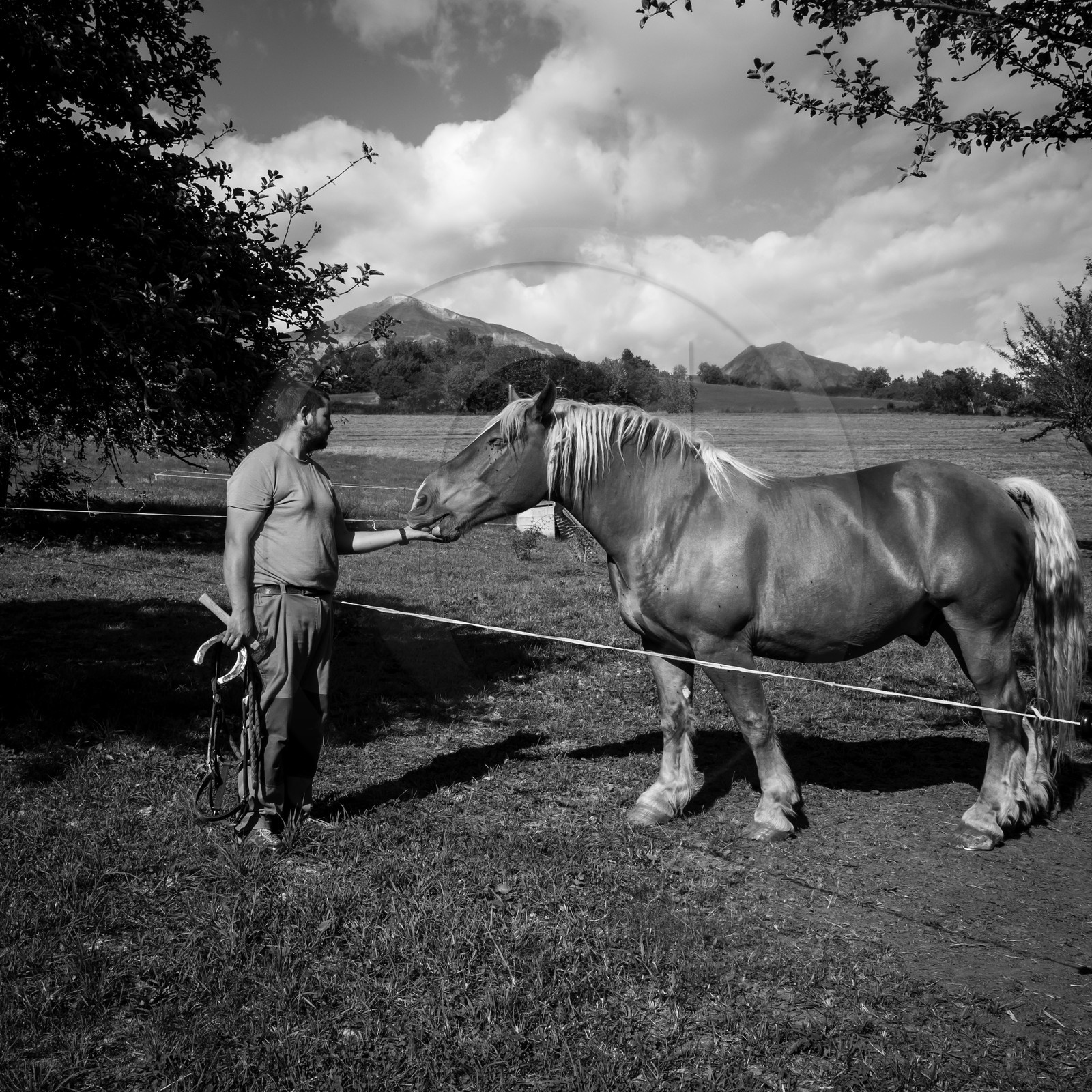 Chevaux de trait