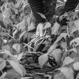 Maraichage biologique dans le Champsaur