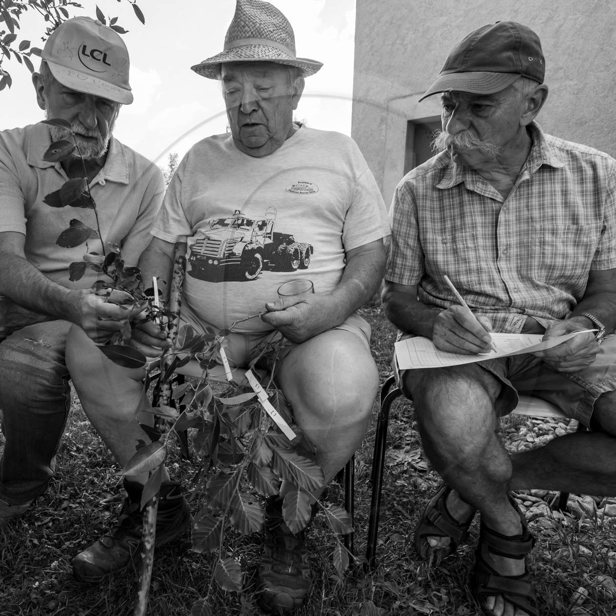 29 juin 2022 : Découverte des plantes sauvages 29 juin 2022 : Découverte des plantes sauvages