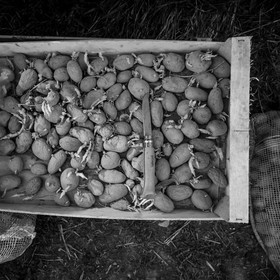 La plantation des pommes de terre