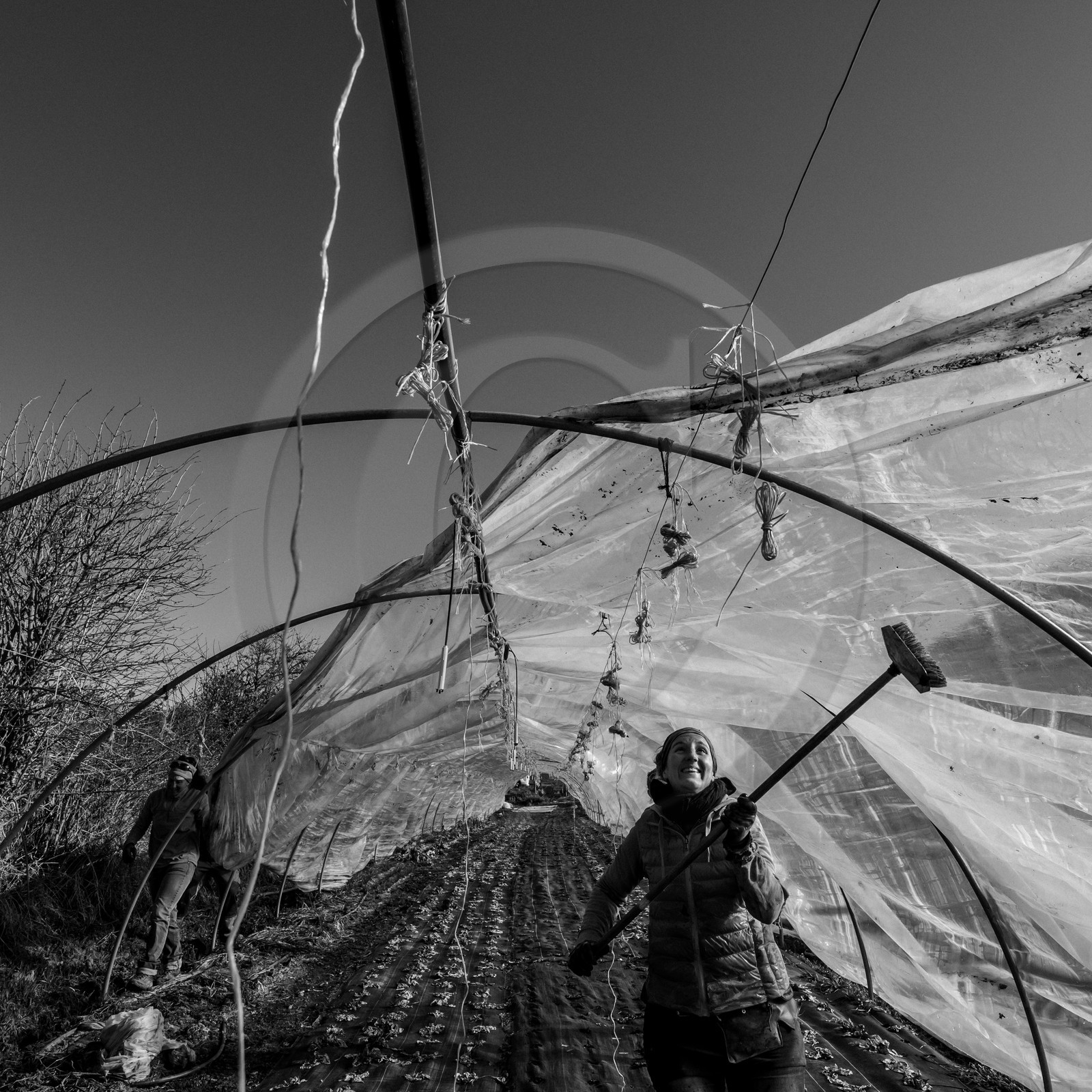 Montage de serres tunnel
