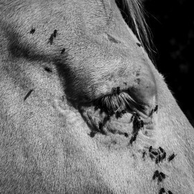 Chevaux de trait