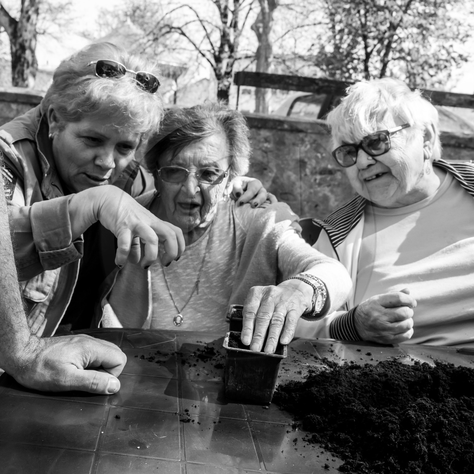Semis des courges Semis des courges