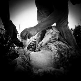 La tonte des moutons