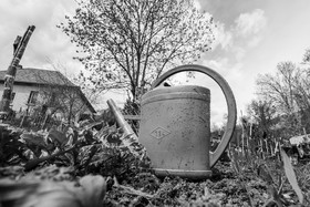 23 avril 2025 : Des oiseaux et des plantes