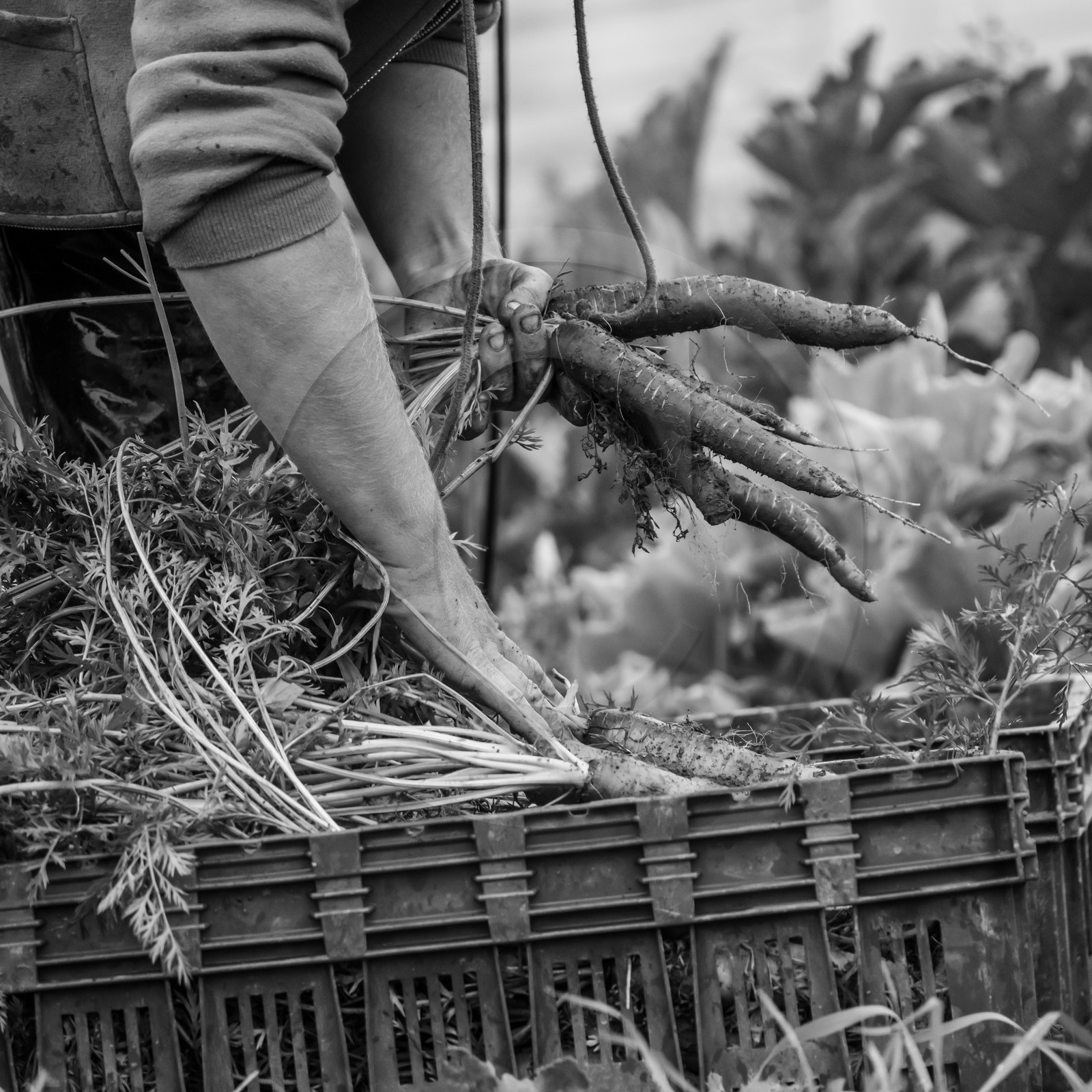 Maraichage biologique dans le Champsaur Maraichage biologique dans le Champsaur