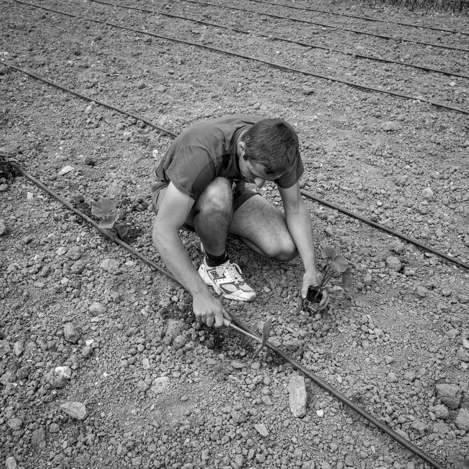 La plantation des courges