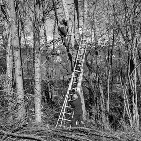 Elagage - 08 03 2017