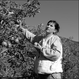 La récolte des pommes