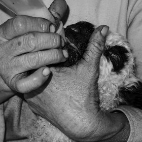 La bergerie de Michèle Soubeyrand