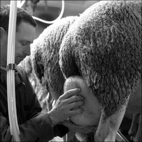 Elevage brebis laitières