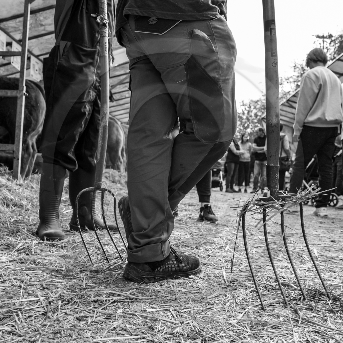 Rencontres paysannes à Saint-Bonnet en Champsaur