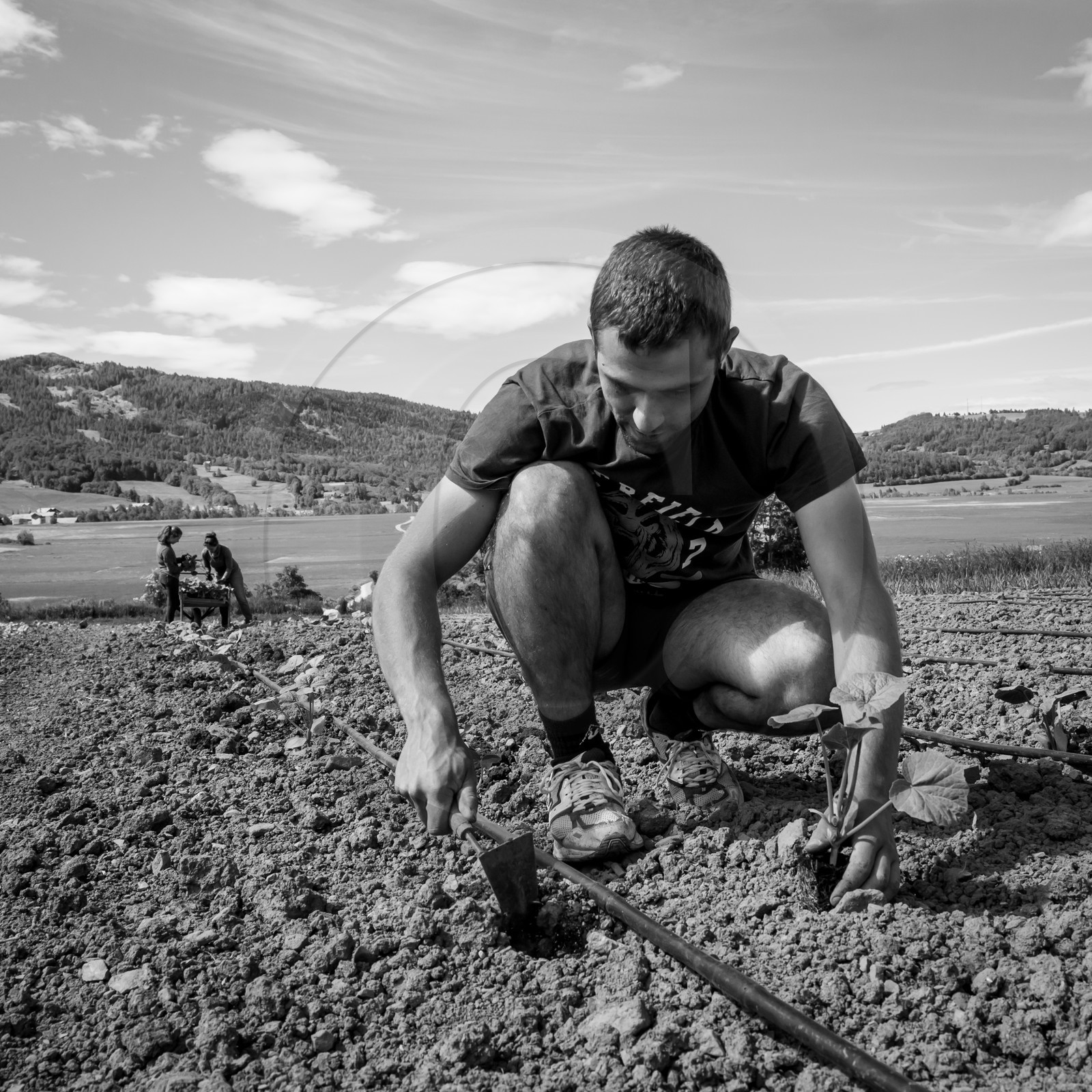 La plantation des courges