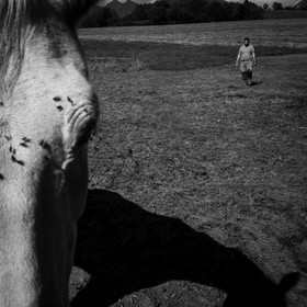 Chevaux de trait