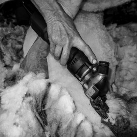 La tonte des moutons