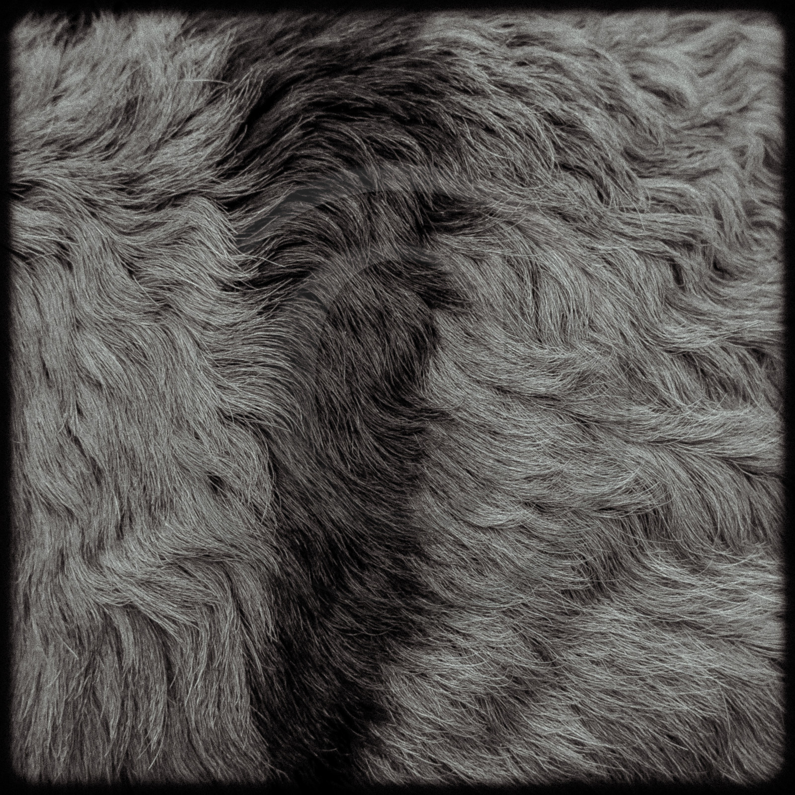 Ane