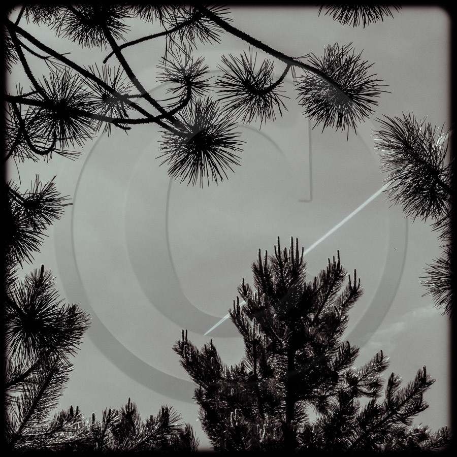 Promenade en forêt Promenade en forêt