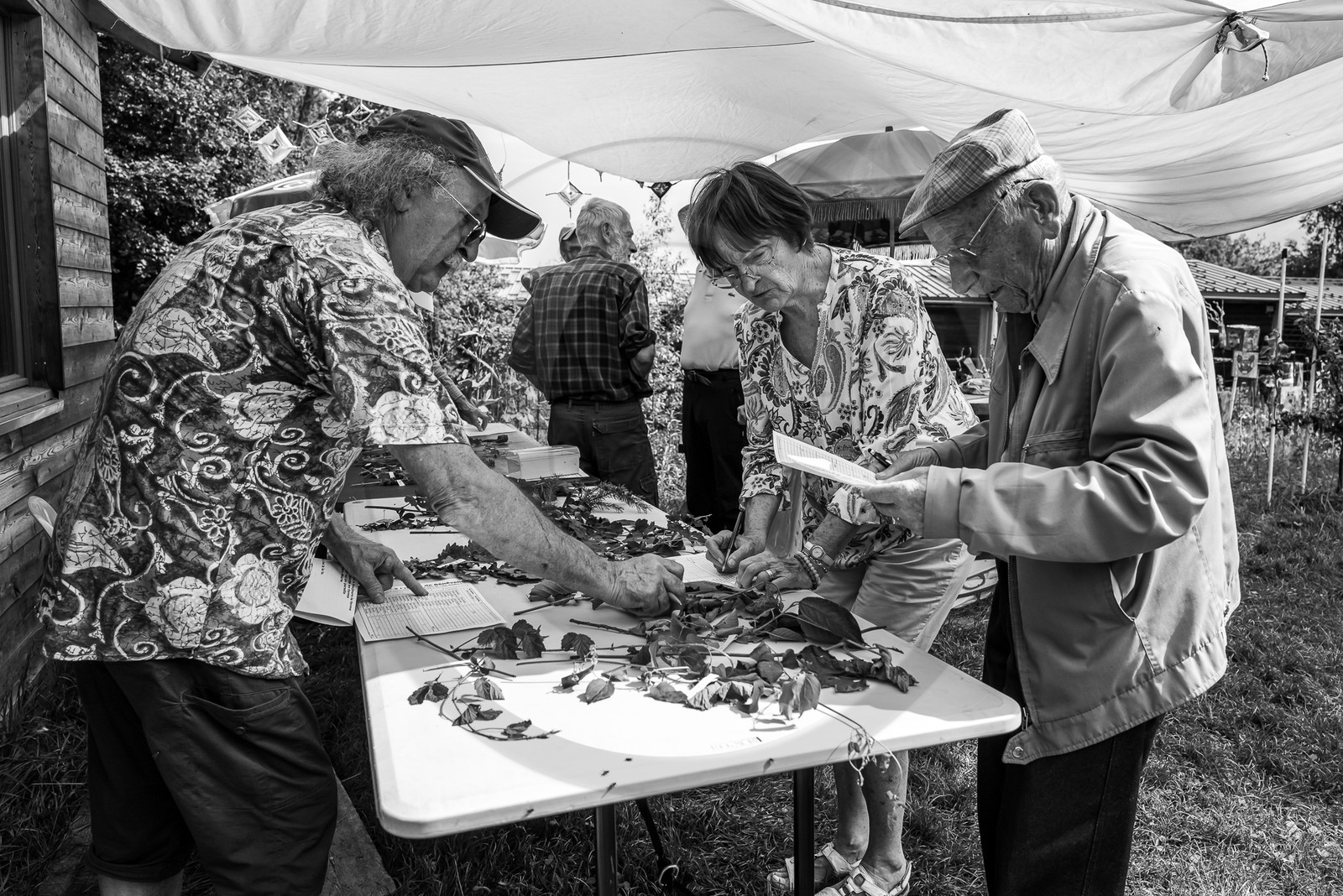 21 juin 2023 : Découverte botanique 21 juin 2023 : Découverte botanique