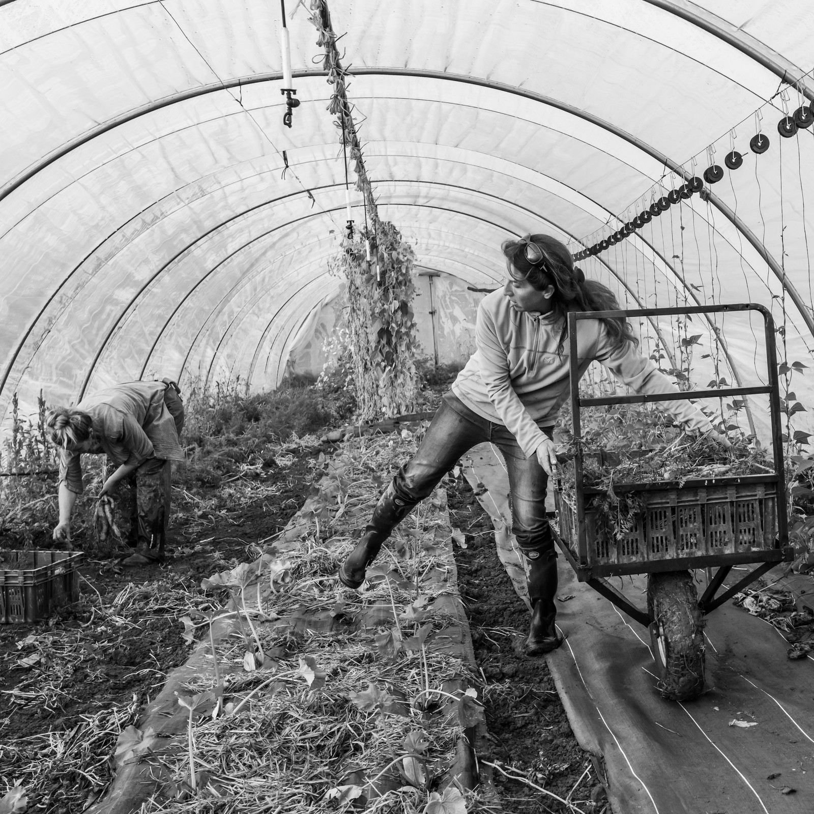Maraichage biologique dans le Champsaur