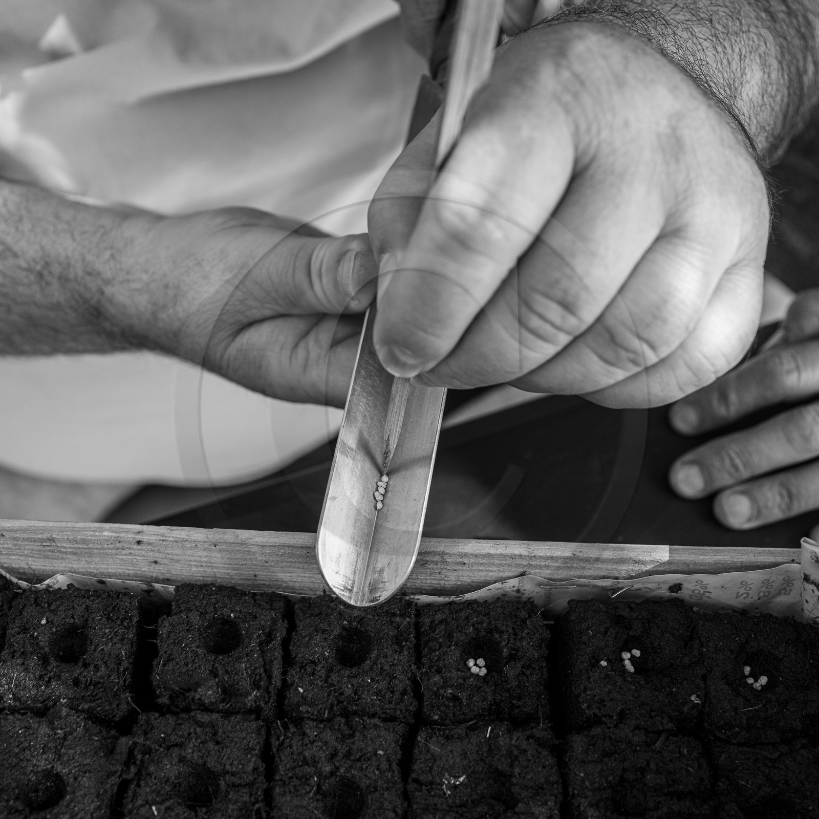 06 septembre 2023 : laine, couture et semis 06 septembre 2023 : laine, couture et semis