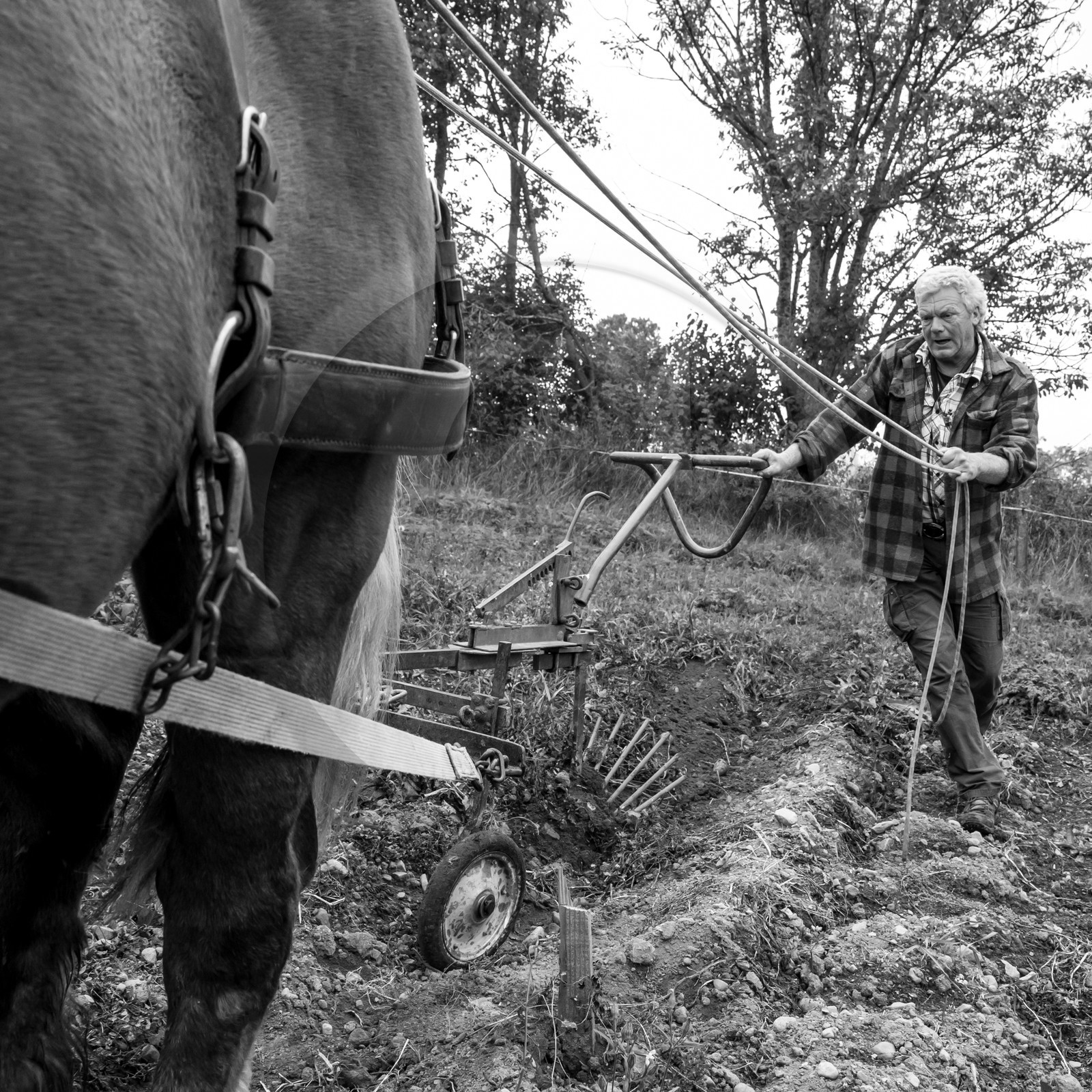 La récolte des pommes de terre avec un cheval