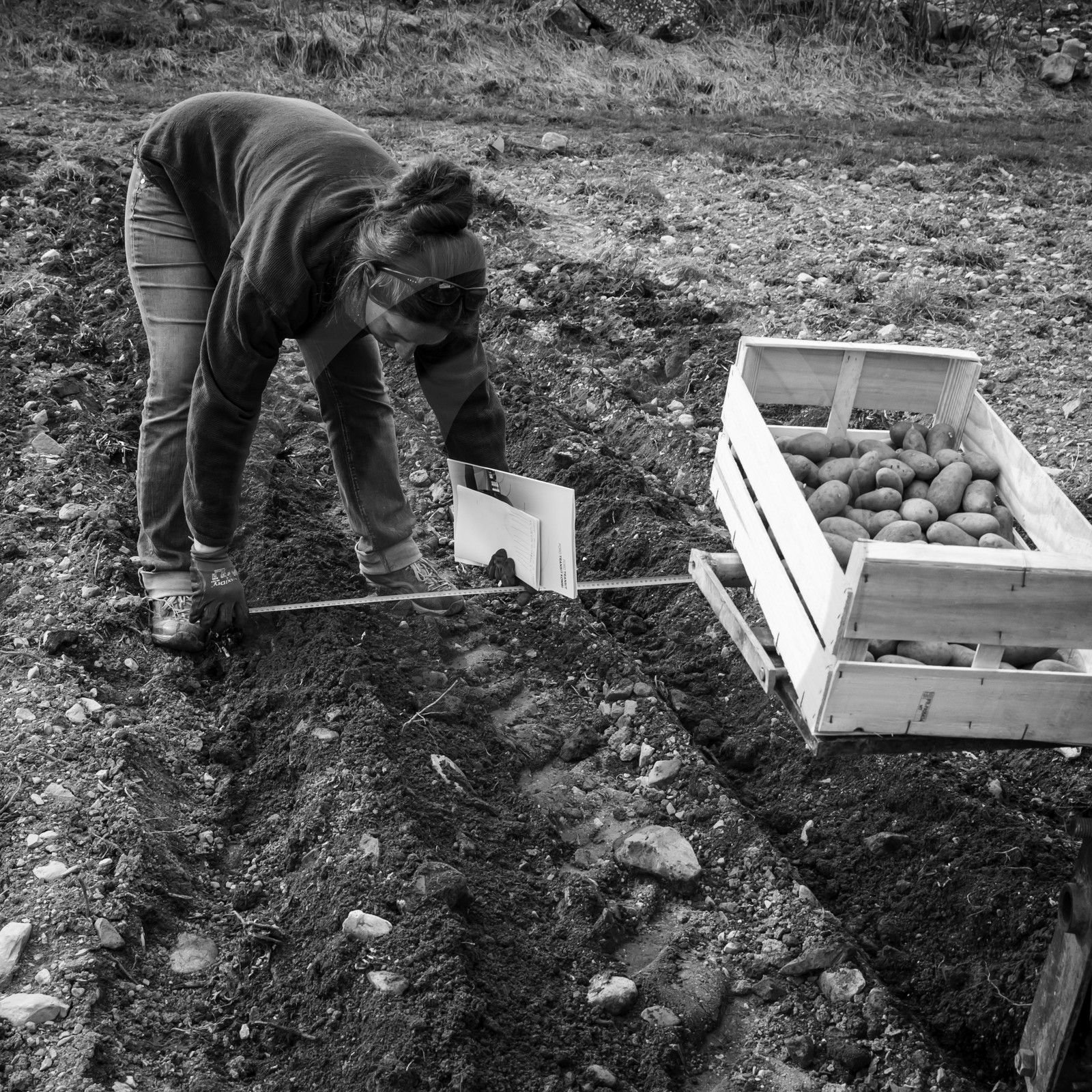 La plantation des pommes de terre