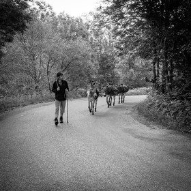 Portage avec des ânes