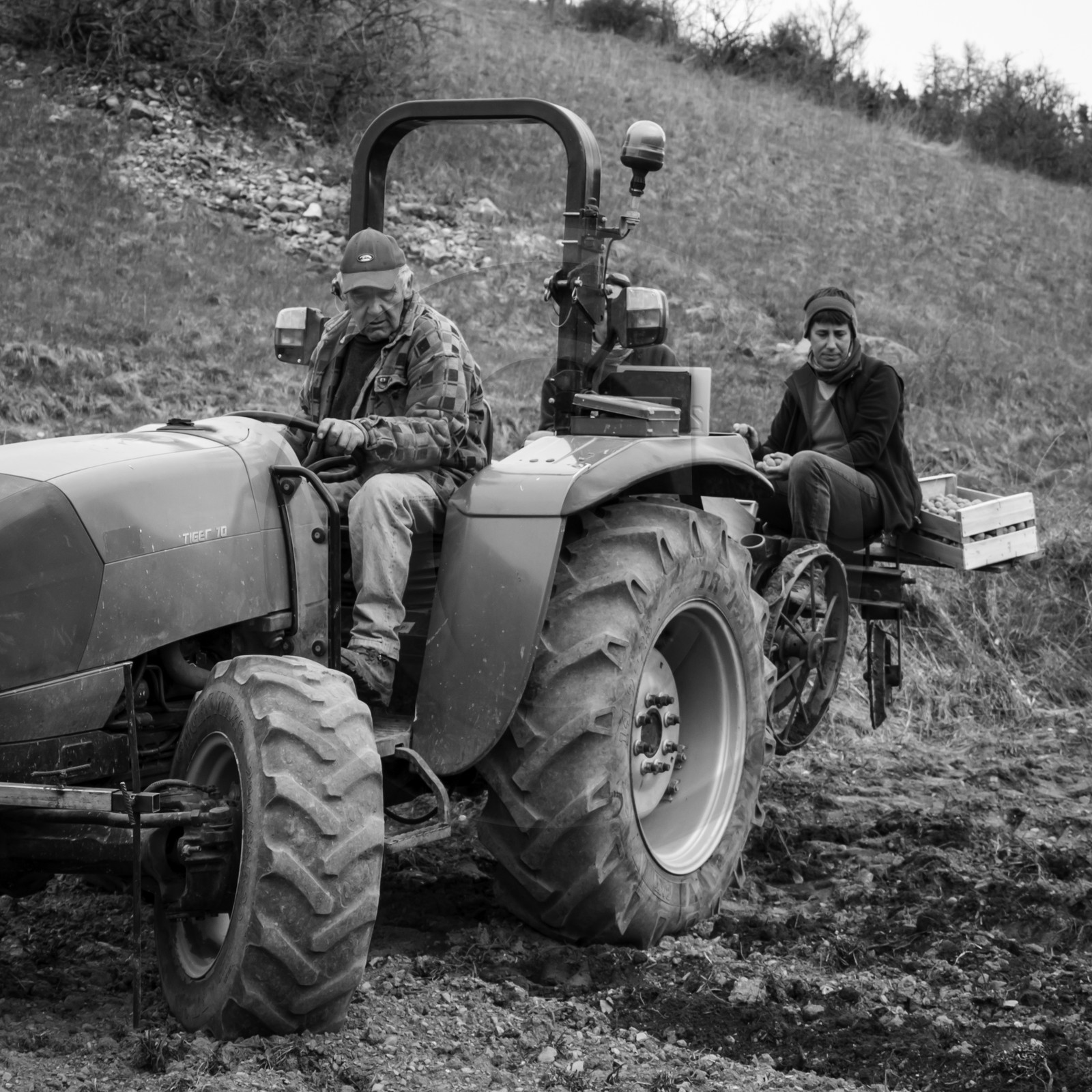 La plantation des pommes de terre
