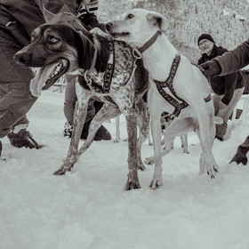 La Valgaude Traineau 2015