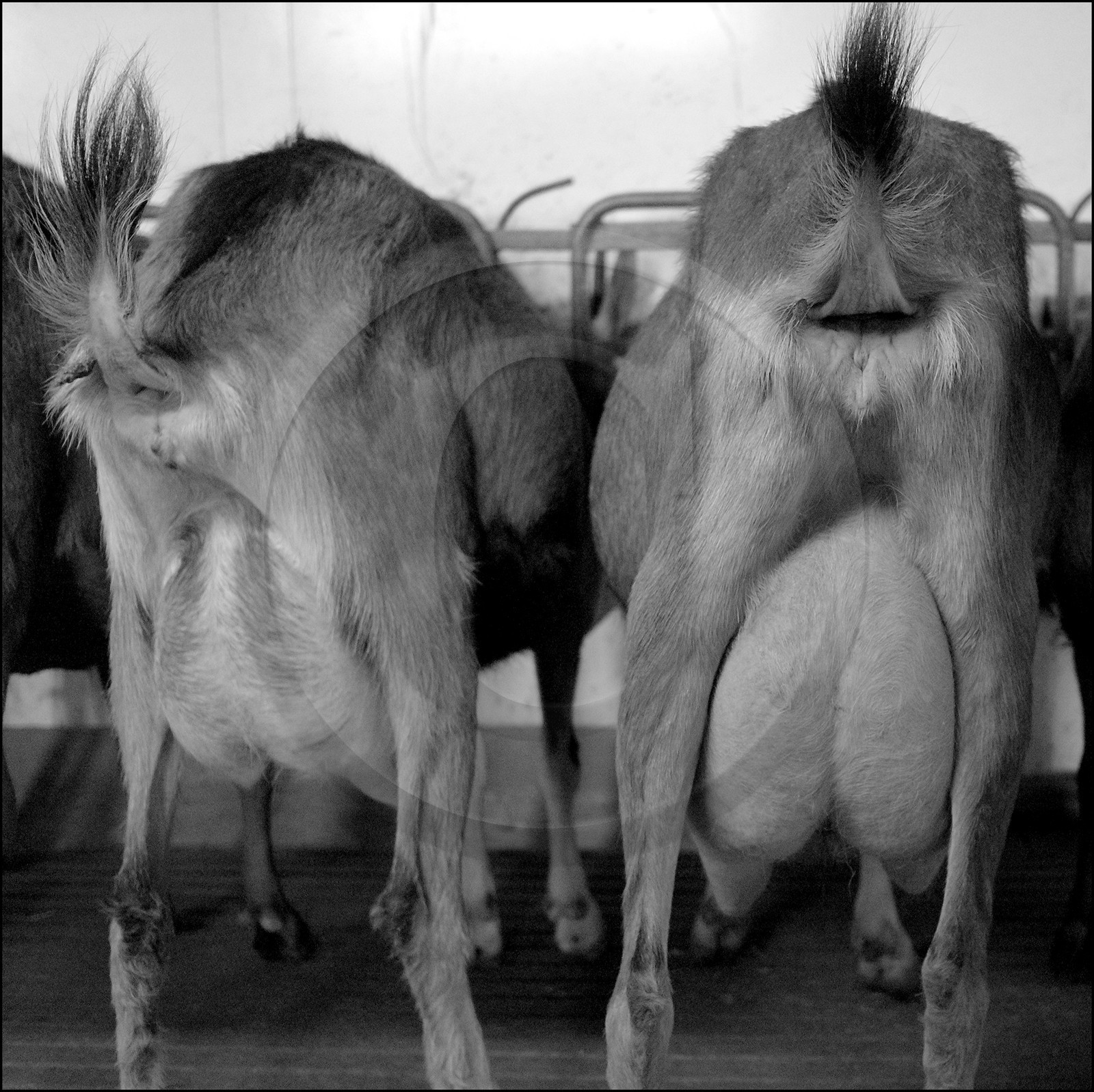 La ferme des Cabrioles