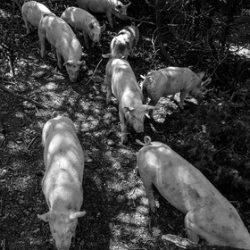 Elevage biologique de cochons en plein air