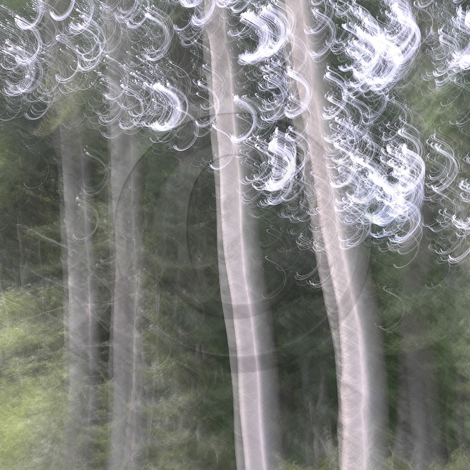 Le Pays des Arbres Flous