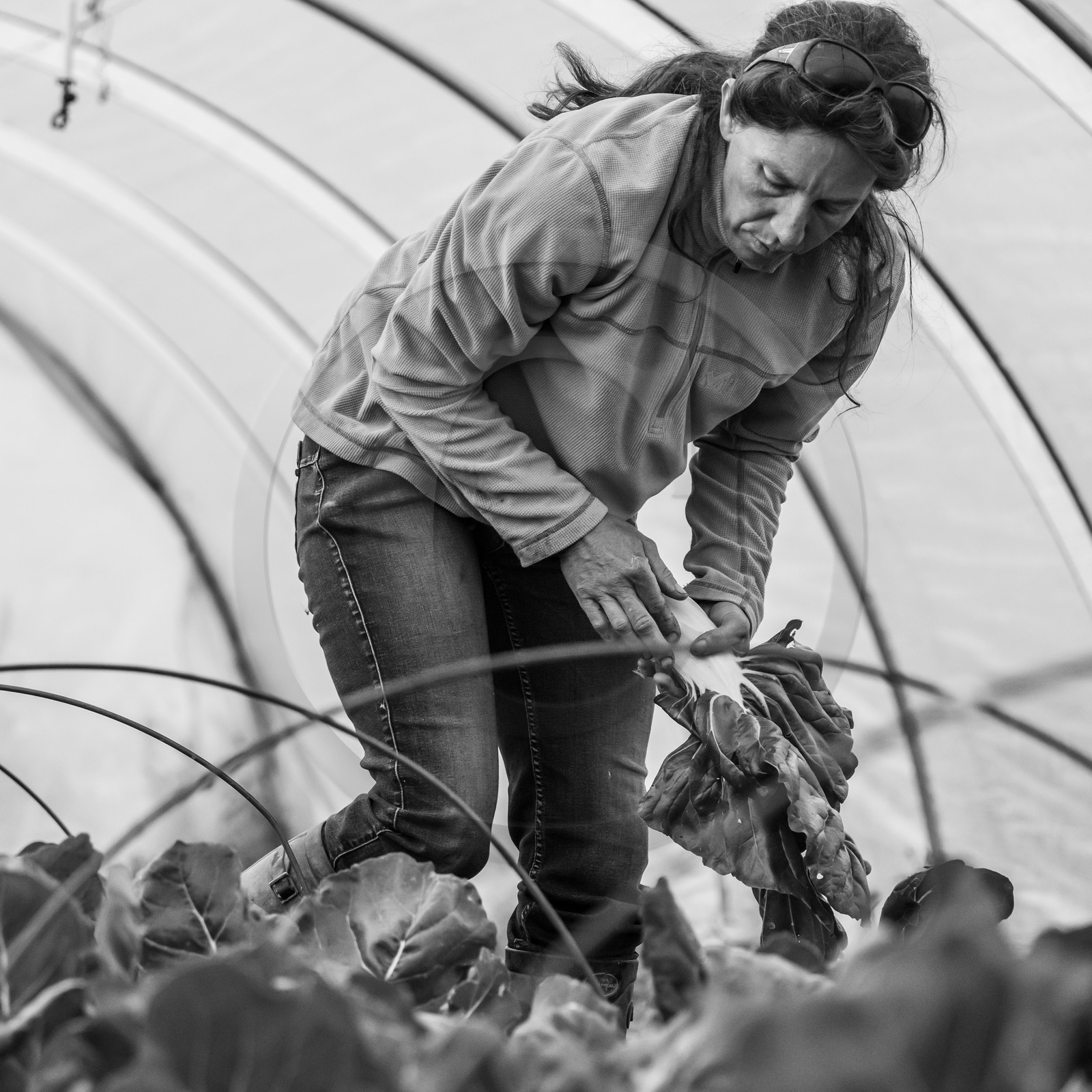 Maraichage biologique dans le Champsaur