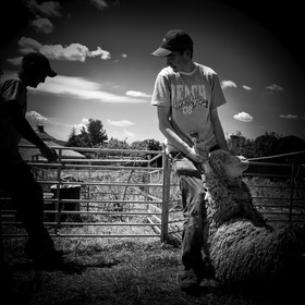 La tonte des moutons